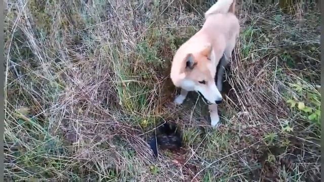 Выход в лес/Оска с добычей/Щенкам пять месяцев