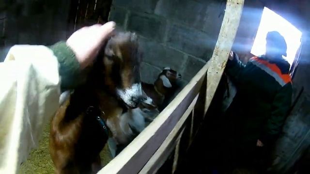 нубийские козы