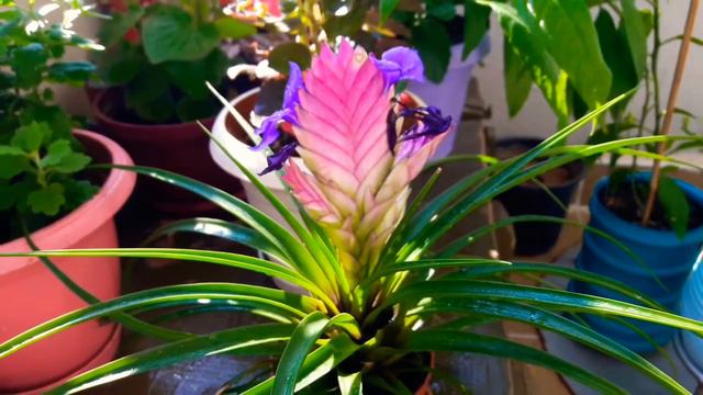 Pembe Tüy- Hava çiçeği ( Tillandsia Cyanea)bakımı çoğaltılması Sulaması Vitamin Desteği Hastaliklar