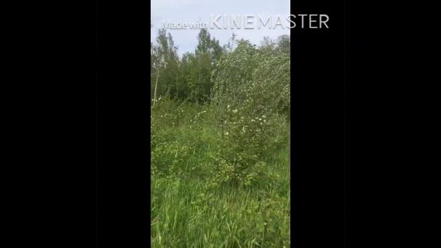 Иду гулять с собакой через лес на очень крутую речку