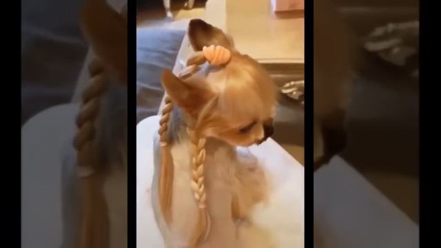 Best Funny Cats And Dogs 🐶🐱 Part 3023 #funnyvideo #2022