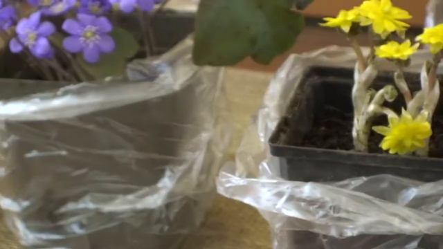 Цветы весны. Клуб Цветоводы Москвы - 2012 №7