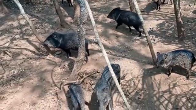 QUANDO A ANACONDA ENCONTRA O CATETO