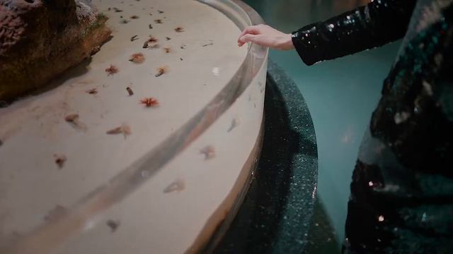 Секрет подводного царства - Модельное видео