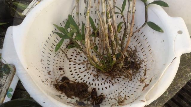 Repotting Dendrobium Precious Pearl And A Freebie