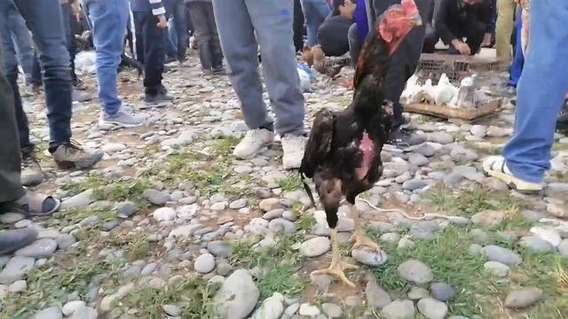 Дупула Мург Дакан Бозор Панҷакент 14 Июня