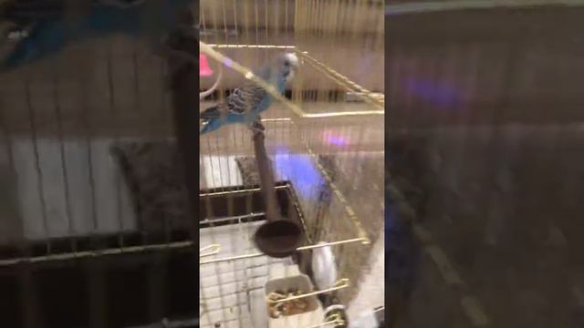 Почему я назвала её Снежка, и много других фактов🦜🦜🦜