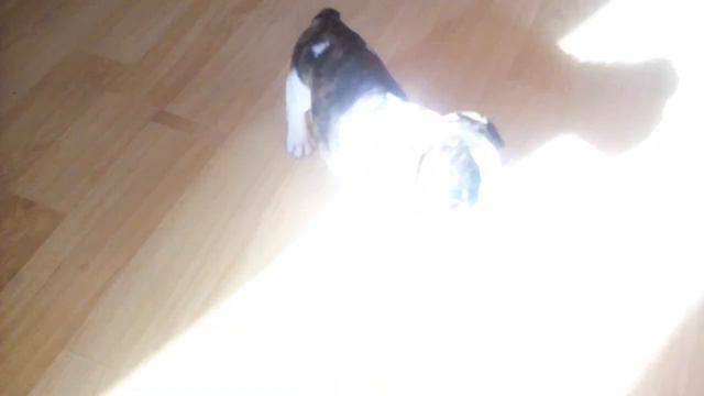 #щенки #щенкифранцузскогобульдога #французскийбульдог #Frenchbulldog #frenchbulldogpuppiesforsale