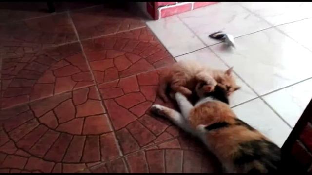 Ac07f99ddb8f65cfee90d6f2305c6cc9