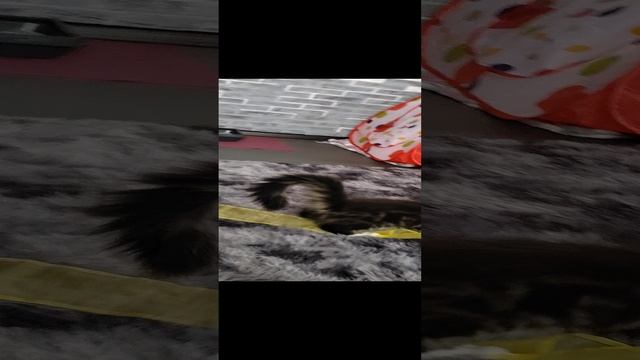 Тага опять сходит с ума??