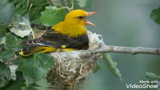 Авторська віршована казка 