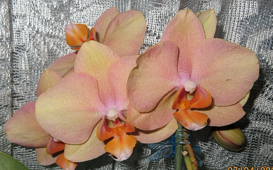 Восхитительное домашнее цветение. Phal. Legato (орхидея фаленопсис Легато)7 мая 2021 г..mp4