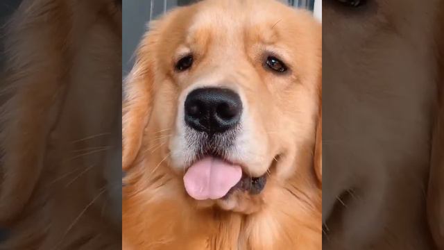 🤣золотистый ретривер🤣