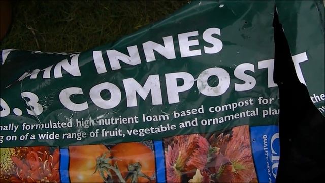 Camellia Japonica ~ My New Plant From Lidl ~ How To Care For