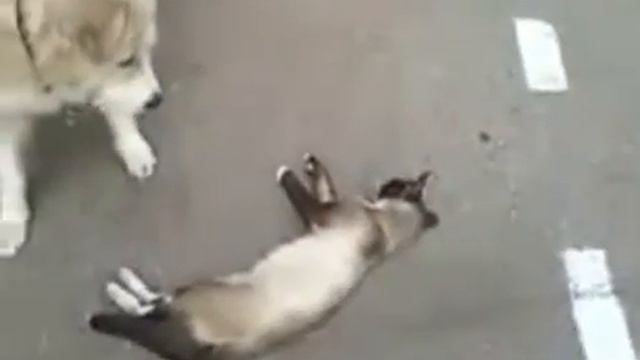 Fab63ffa42f7c3e9b5bc4059a15359d1