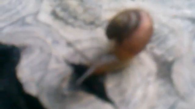 ААААААААА-улитка-аааааааа