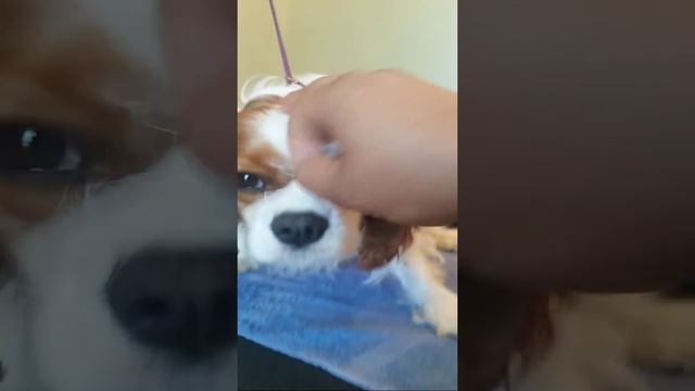 26753a56923b8126a6bd6a521d307c03