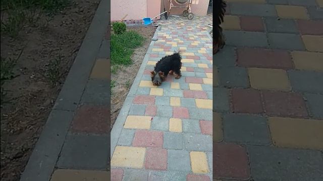 Мальчики ЙОРКШИРСКОГО ТЕРЬЕРА.Продажа.GRAND VIVAT.