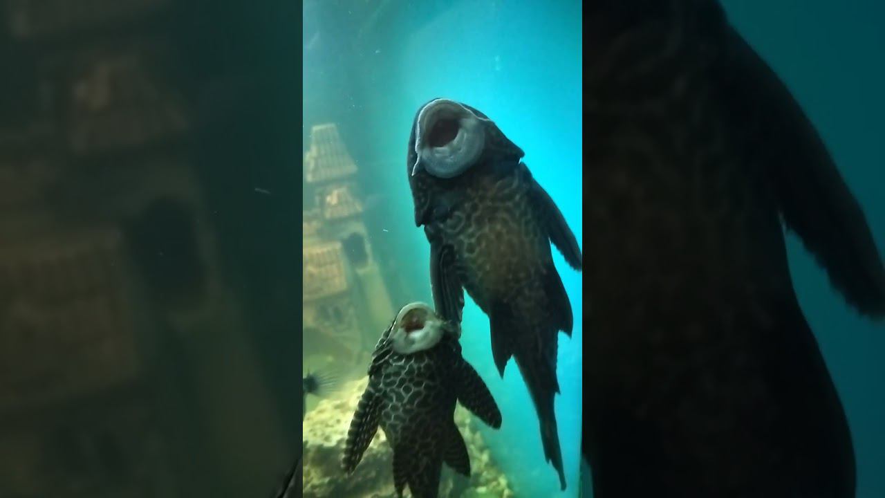 Наш парень нашел подружку! Пара пиеригоплихтов! Любовь! #aquariumshow