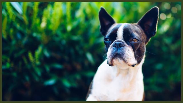 BOSTON TERRIER HISTORY DEEPDIVE