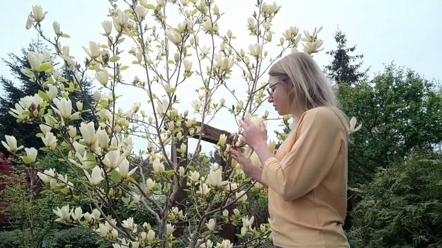 Magnolia Yellow River naga liliowa czy warto ją mieć w ogrodzie ?