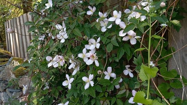Graceful Beauty: Mountain Clematis At Lake District's Skelwith Bridge