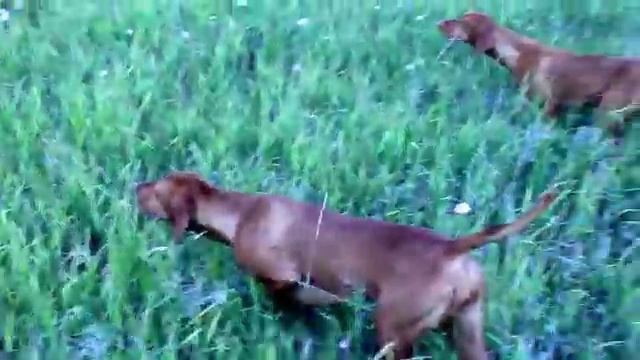 Копия видео 