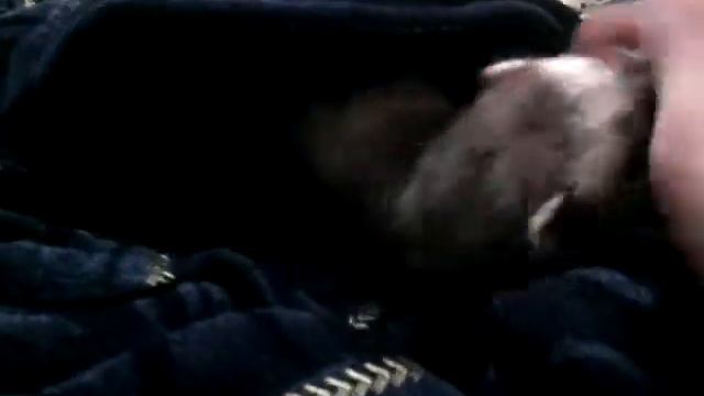 Хорек - Коззи