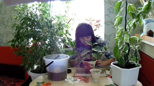 ПЕДИЛАНТУС  уход в домашних условиях