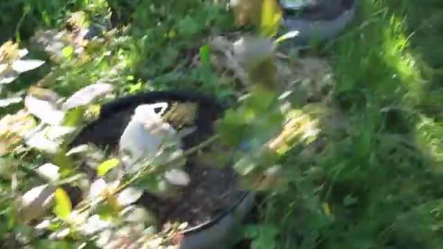 Мой мини огородик 2. 06. 2020г Часть 2