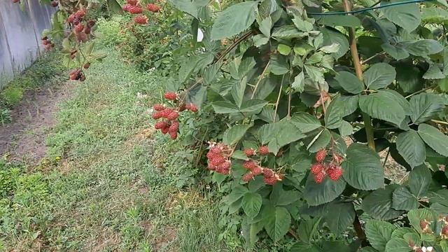 Ремонтные Истории