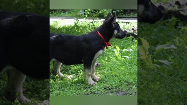 Щенки восточно европейской овчарки. Питомник SITI BULLVEO. Алматы. Продажа.