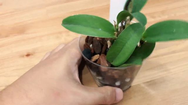 Unboxing Of Cattleya Walkeriana Semi-alba