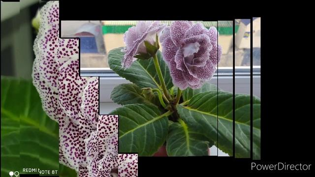 ЦВЕТУЩИЕ ГЛОКСИНИИ.