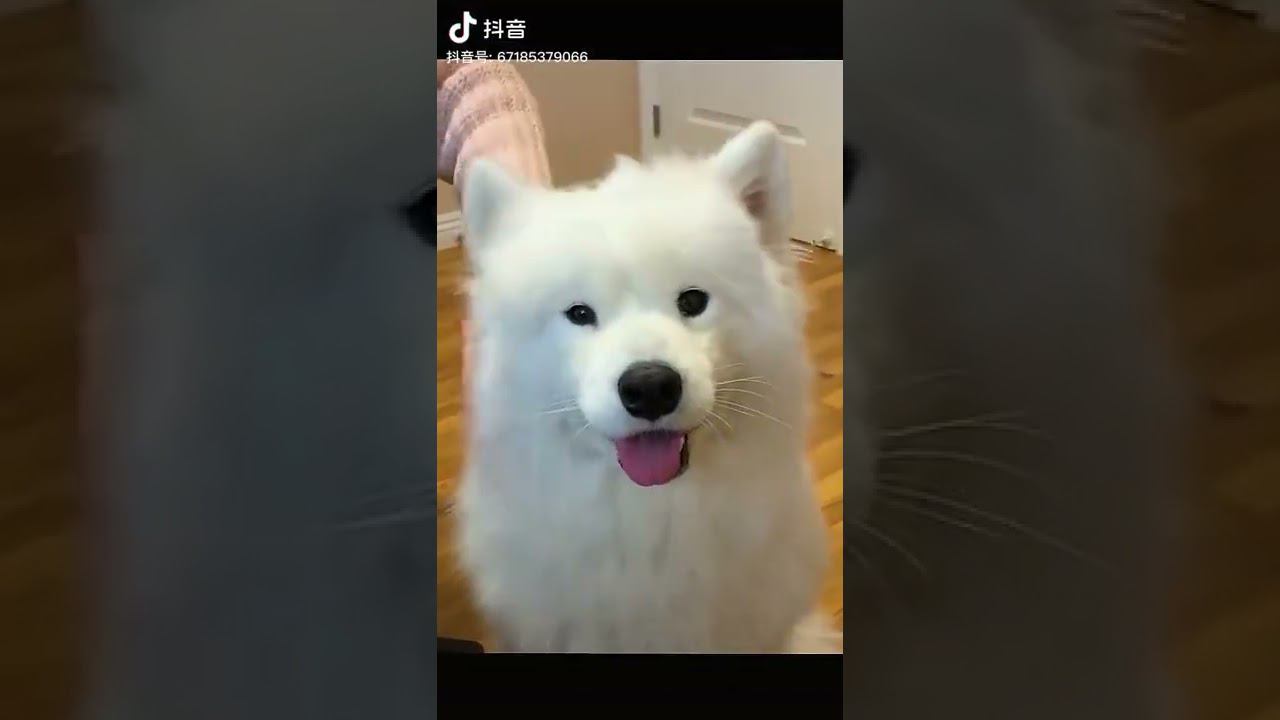 ♡ Очаровательные мордочки самоедов.