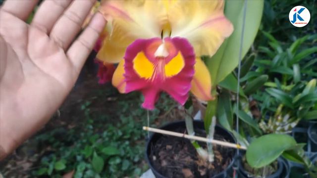 Thật ấn Tượng Với Dòng Cattleya Lai 