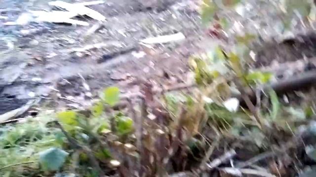 част 1 подготовка малины сорт Геракл  на зиму . и к следующему сезону.