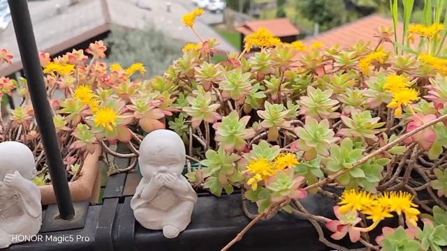 Honor Magic5 Pro VS Samsung Galaxy S23 Ultra - Camera Test