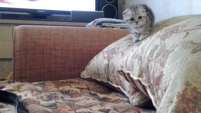 Кошка вислоушка (часть6)