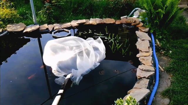 УТРЕННИЙ ПРУД. КАРП КОИ. KOI & GOLD FISH