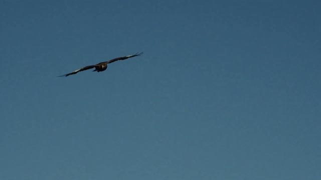 Relaxation Music. Birds. Музыка для релаксации. Птицы