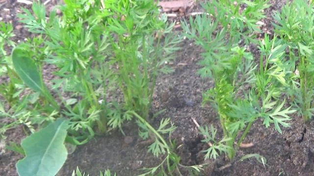 О моркови несколько слов