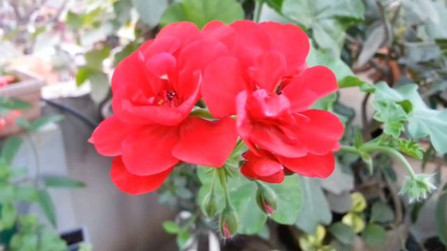 Ivy Pelargoniums & Zonal Geraniums In Bloom - HD