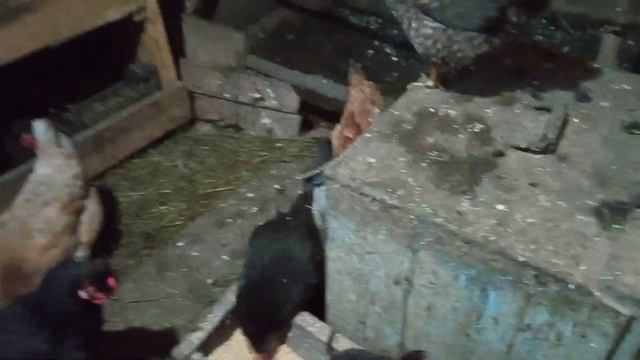 10 февраля. Толи еще будет. или отсутствие инстинкта самосохранения.