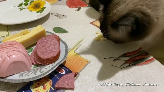 Кот стащил колбасу! Приколы с котами, смешные животные!