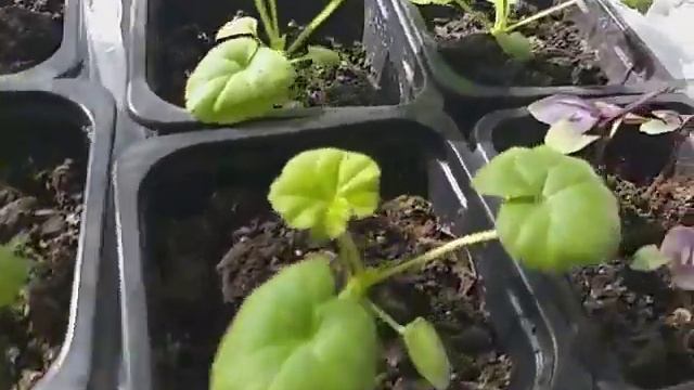 🍀☘️Выращиваем колеусы из семян легко!!! Хорошая рассада колеусов🍀We Grow Coleus From Seeds Easily !