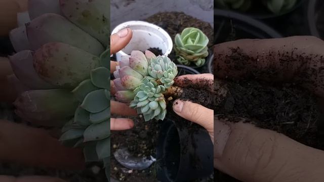 Replante Da Minha Echeveria Sithifukumiama