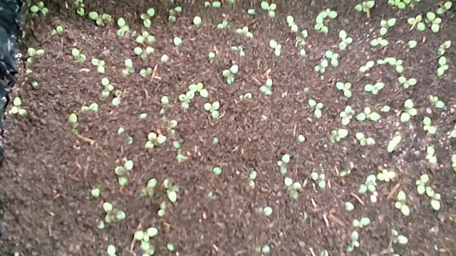 D69131d4dced24234c8c8ef1f39d334a