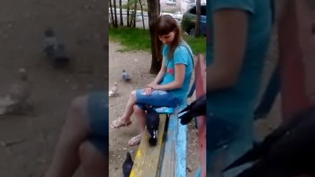 Голуби слетелись, прикормила голубей