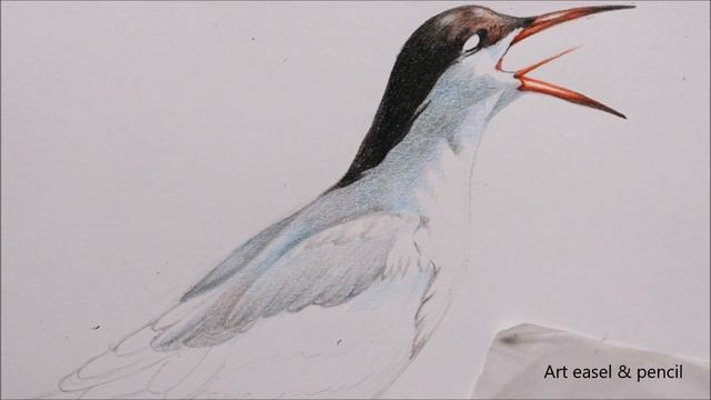 Arctic Tern Drawing In Color Pencils | Bird Drawing | How To Draw Bird